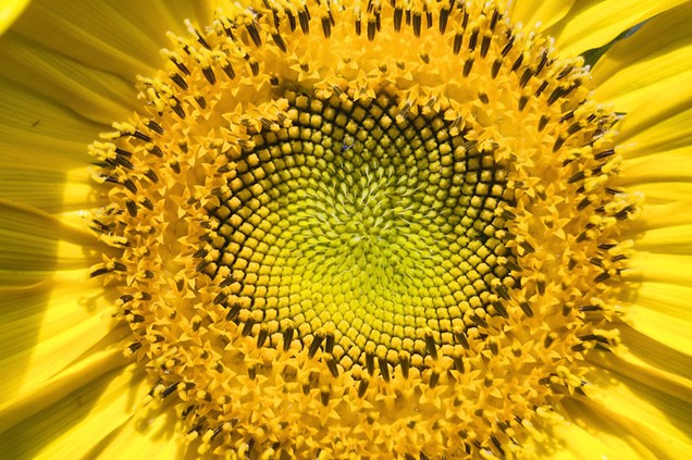 Wij zijn geen poppen!