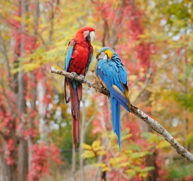 Our Planet – Madre Terra