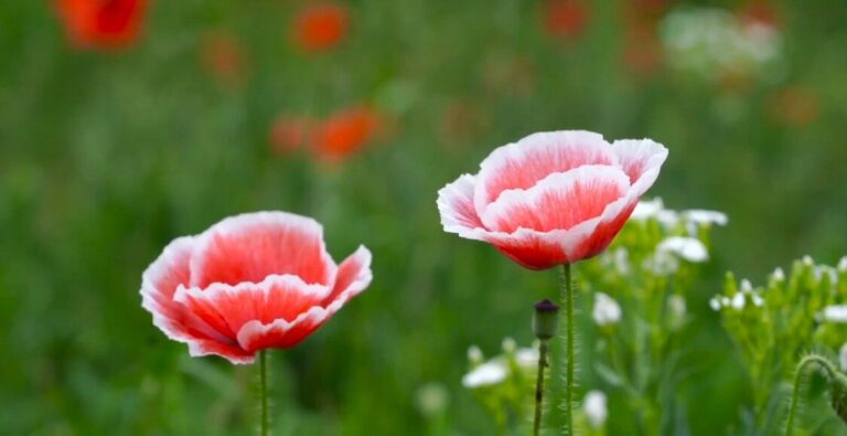 Respect zoals Thuis 14 12 2025 – Martijn van Staveren